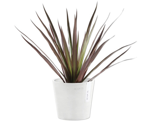 Keulenlilie im weißen Pflanzgefäß