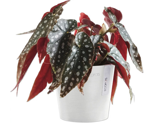 Begonie in weißem Topf