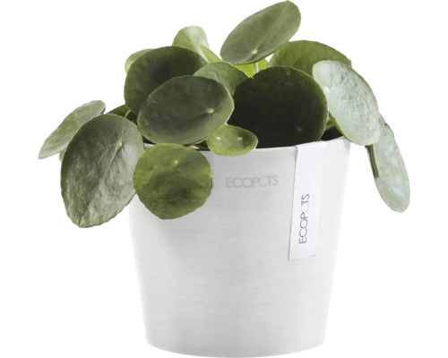 Glückstaler-Pflanze in einem Ecopots Blumentopf