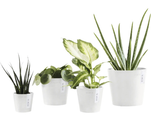 Vier Zimmerpflanzen in weißen Übertöpfen