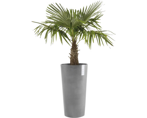 Hanfpalme im Pflanzgefäß