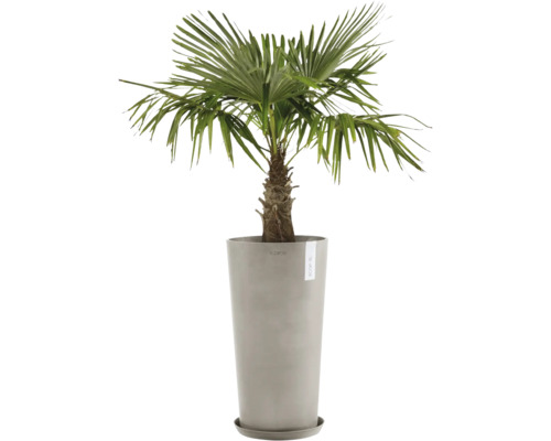 Palmier chanvre en pot