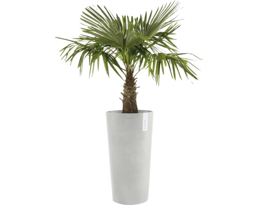 Hanfpalme im Pflanzgefäß