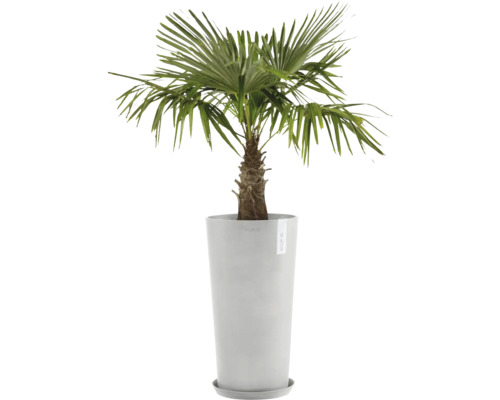 Hanfpalme in Pflanztopf