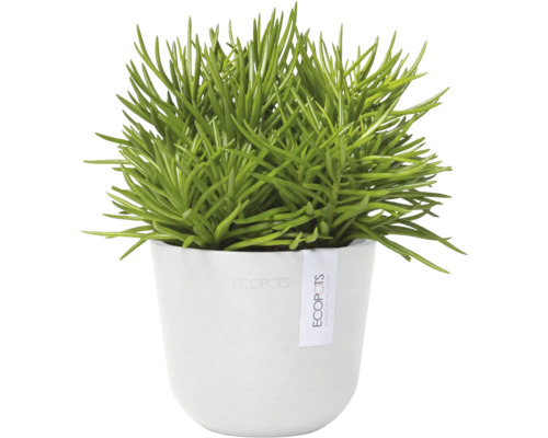 Zimmerpflanze im Topf