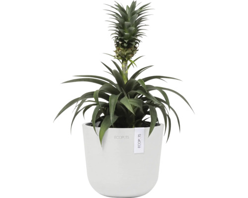 Ananaspflanze im Topf