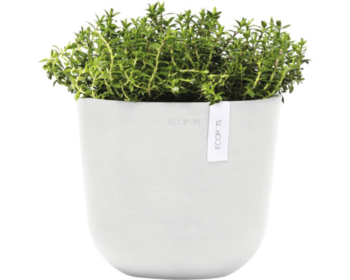 Thymian in weißem Übertopf