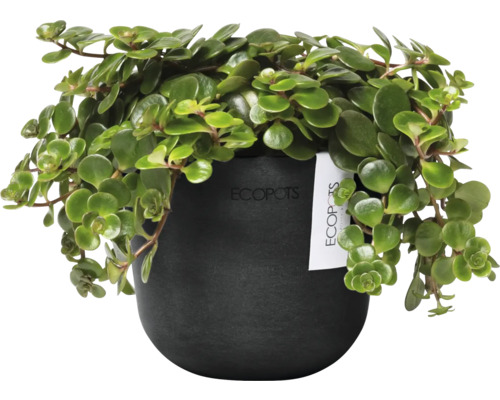 Peperomia Prostrata Zimmerpflanze im Topf