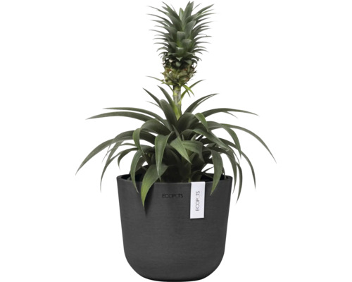 Ananaspflanze im Topf