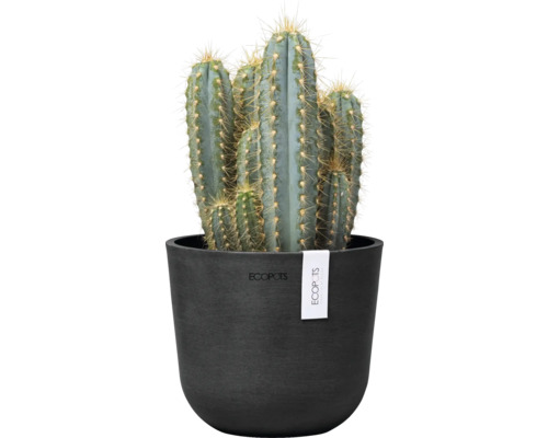 Kaktus in einem Topf