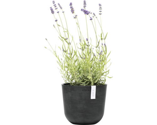 Lavendel in einem schwarzen Topf