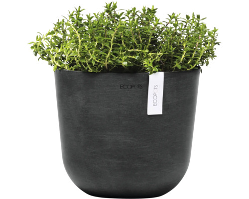 Thymian in einem Topf.