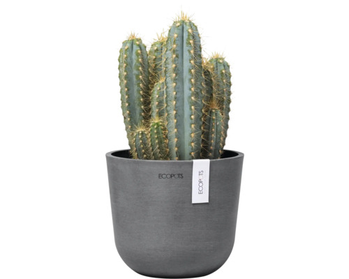 Kaktus in einem Blumentopf