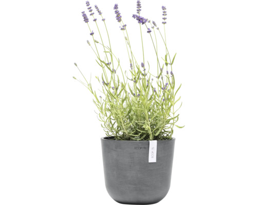 Lavendel in einem Topf