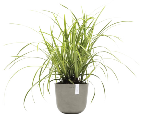 Grünlilie im Topf für den Innenbereich