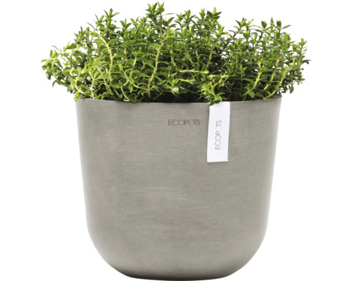 Thymian Pflanze im Topf