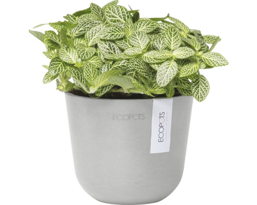 Plante mosaïque en pot