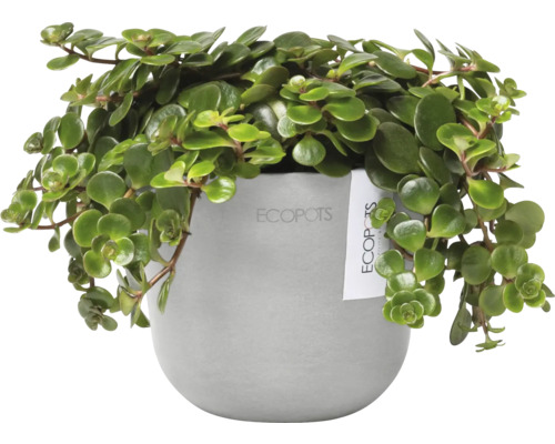 Plante d''intérieur en pot