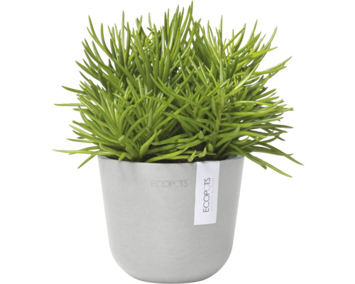 Plante d''intérieur verte en pot