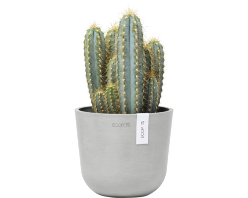 Kaktus in einem Topf