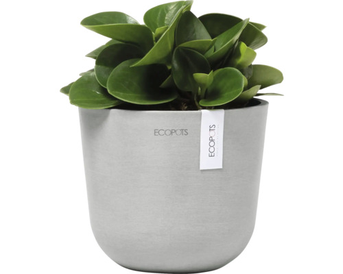 Zimmerpflanze Peperomia in einem grauen Topf der Marke Ecopots