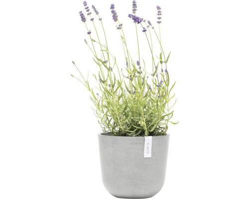 Lavendel in einem grauen Pflanztopf