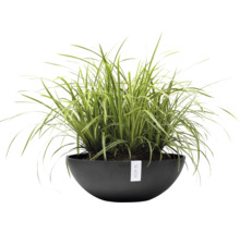 Blumentopf Ecopots Kunststoff Ø 48,2 cm 50,4 x 50,4 x 18,5 cm grau