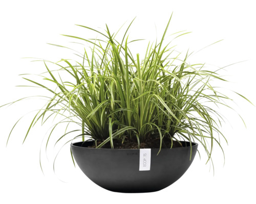 Herbe ornementale dans une jardinière