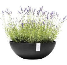 Blumentopf Ecopots Kunststoff Ø 48,2 cm 50,4 x 50,4 x 18,5 cm grau