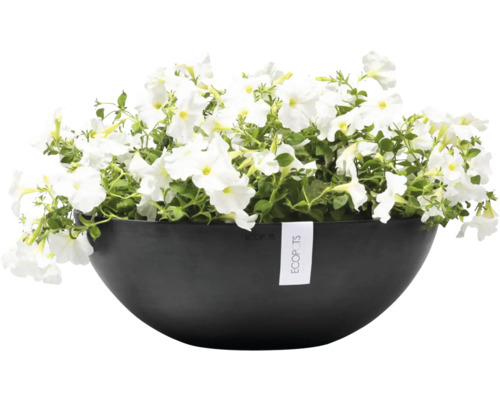 Bol avec pétunias blancs et logo Ecopots