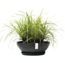 Blumentopf Ecopots Kunststoff Ø 48,2 cm 50,4 x 50,4 x 18,5 cm grau