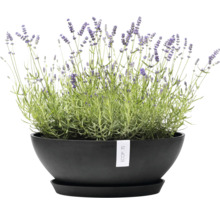 Blumentopf Ecopots Kunststoff Ø 48,2 cm 50,4 x 50,4 x 18,5 cm grau