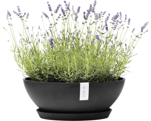 Lavande dans un pot de fleurs noir
