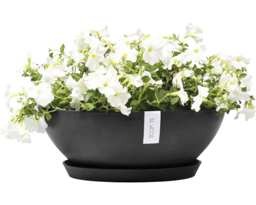 Jardinière noire avec pétunias blancs