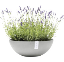 Lavendel im Pflanzgefäß