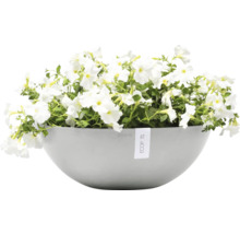 Blumentopf mit weißen Petunien