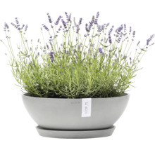Lavendel in einem grauen Pflanzgefäß