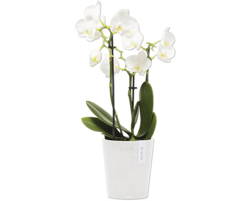 Orchidee in weißem Topf