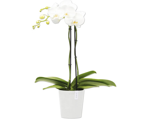 Weisse Orchidee im Topf