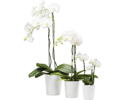 Drei weiße Orchideen in Töpfen unterschiedlicher Größe