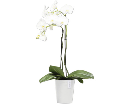 Weisse Orchidee in einem weissen Topf