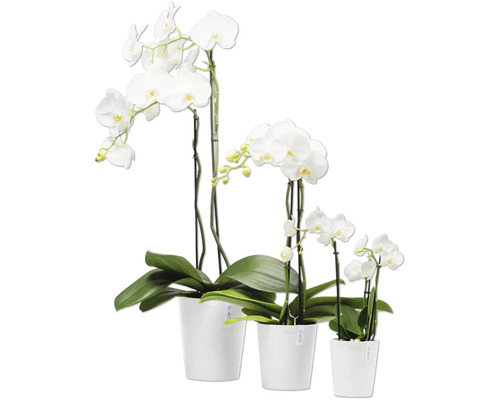Drei weiße Orchideen in Töpfen unterschiedlicher Größe