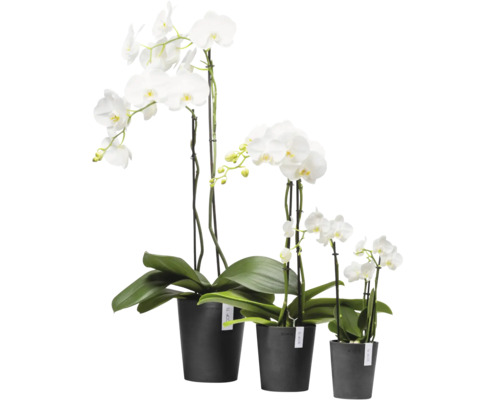 Drei weiße Orchideen in Töpfen