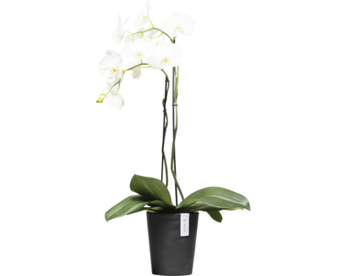 Weisse Orchidee im schwarzen Topf als Dekoration