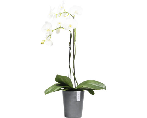 Weisse Orchidee im Topf