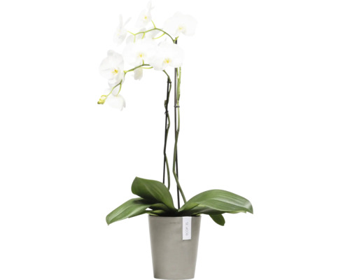 Weisse Orchidee im Topf
