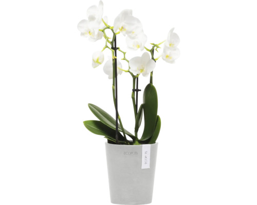 Weisse Orchidee im Topf