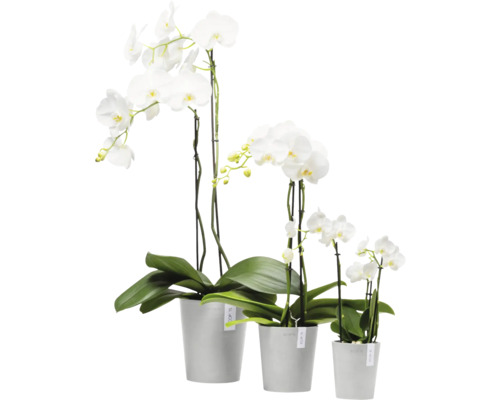 Gruppe weisser Orchideen in Töpfen