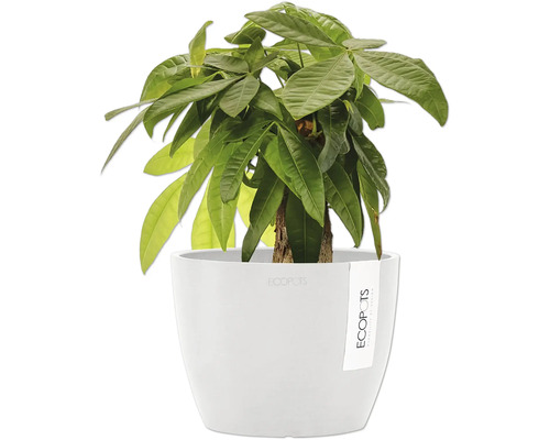 Châtaignier de Guyane en pot