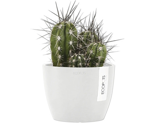 Cactus en pot blanc
